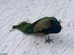 Pfau im Tierpark Greifswald am 08.01.2017