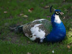 Ein blauer Pfau ruht sich aus.