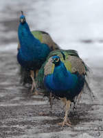 Blaue Pfauen im Zoo Dortmund.