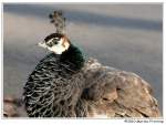 Blauer Pfau (Pavo cristatus) - Pfauenhenne.