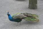 Ein Blauer Pfau (Pavo cristatus) durchstreift am 13.12.2009 den Tierpark Berlin.