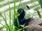 Pfau in den Grten von Schloss Trautmannsdorf, bei Meran