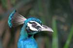 Pfau im Langkawi WildLife Park am 23.Mai 2009.