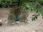 Ein Blauer Pfau (Pavo cristatus) auf Brautschau.