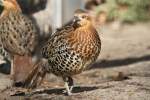 Indisches Bambushuhn oder Gelbbrauen-Bambushuhn (Bambusicola fytchii) im Tierpark Berlin.