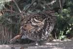 Weiblicher Kupferfasan (Syrmaticus soemmerringii) im Tierpark Berlin.