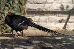 Mnnlicher Mikadofasan (Syrmaticus mikado) im Tierpark Berlin.