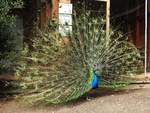 BLAUER PFAU,EIN EDELFASAN,BEIM RADSCHLAGEN IM TIERPARK NIEDERFISCHBACH/SIEGERLAND  Vor allem die Mnnchen gelten als die ltesten Ziervgel der Welt und werden bereits in den Sagen der 