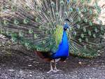 BLAUER PFAU(EDELFASAN)-100 AUGEN SEHEN DICH AN  Immer wieder faszinierend-ein radschlagender BLAUER PFAU ganz aus der Nhe,ursprnglich in INDIEN/SRI-LANKA  beheimatet....hier am 16.2.2019