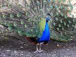 BLAUER PFAU(EDELFASAN)-100 AUGEN SEHEN DICH AN  Immer wieder faszinierend-ein radschlagender BLAUER PFAU ganz aus der Nhe,ursprnglich in INDIEN/SRI-LANKA  beheimatet....hier am 16.2.2019