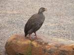 Das Francolin ist eine Wildhuhn-Art in der Kapgegend.