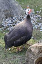 Helmperlhuhn (Numida meleagris) am 13.9.2010 im Toronto Zoo.