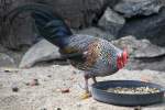 Sonnerathuhn (Gallus sonneratii) am 18.4.2010 im Tierpark Berlin.