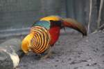 Goldfasan (Chrysolophus pictus) im Tierpark Berlin.