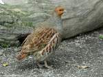 Rebhuhn (Perdix perdix) im Zoo Hluboka / Tschechien.