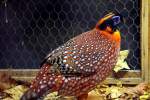 Satyrtragopan.