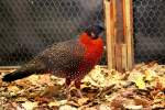 Ein schner Fasan Satyrtragopan.