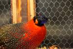 Fasan Satyrtragopan.