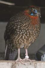 Temminck-Tragopan (Tragopan temminckii) am 14.4.2010 im Vogelpark Dielheim-Balzfeld.