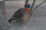 Temminck-Tragopan (Tragopan temminckii) im Tierpark Berlin.