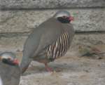 Ein Philby-Steinhuhn (Alectoris philbyi) am 9.1.2010 im Tierpark Berlin.