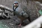 Chukarhuhn (Alectoris chukar) am 3.10.2010 im Bird Kingdom in Niagara Falls,ON.