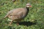 Krickente Chukarhuhn (Alectoris chukar) am 26.4.2010 im Vogelpark Eggenstein-Leopoldshafen.