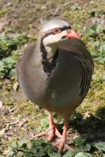 Chukarhuhn (Alectoris chukar) am 26.4.2010 im Vogelpark Eggenstein-Leopoldshafen.