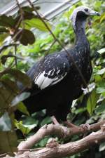 Blaukehlguan (Pipile cumanensis) am 25.9.2010 im Toronto Zoo.