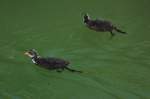 Blesshuhnkcken (Fulica Atra) im Unterwasser des Schiffshebewerks Henrichenburg in Waltrop.