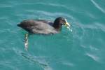 Blsshuhn auf dem Gardasee (RIVA del Garda, Provinz Trento/Italien, 29.09.2011)