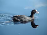 Dieser Taucher bringt etwas Bewegung in die ausnehmend ruhige Wasseroberflaeche.