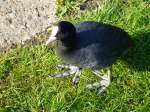 Ein Blsshuhn(Fulica atra),(auch Blesshuhn oder Blessralle genannt).