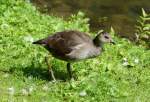 Junges Blsshuhn (vermutlich!) im Park beim Schlo Wickrath - 21.08.2014