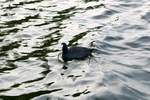 Ein Blsshuhn schwimmt auf dem Sen See am Campingplatz Seeburg im Mansfelder Land (Nordstrand).