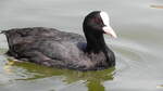 Ein Blsshuhn, Fulica atra, am 23.07.2022 im Roompot Park in Cadzand Bad, Holland.