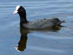 Wohl kaum ein anderes Tier wie das Blsshuhn (Fulica atra) (alte Schreibweise Blesshuhn) hat so viele Namen unter denen es - teils nur regional - bekannt ist: Belche, Blesse, Blle, Blssralle