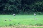 Kraniche und Saatgnse am Waldrand bei Ldersdorf / Nordwestmecklenburg; 14.07.2011