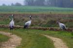 Eine Kranichfamile auf einem Feldweg in der Champagne; 18.11.2011