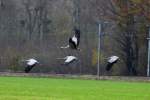 Eine Kranichfamilie im Flug.