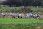 Kraniche auf einem Feld bei Plarupt; 18.11.2011