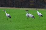 Eine Kranichfamile auf einem Feld am Lac du Der; 18.11.2011