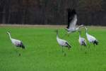 Eine Kranichfamile auf einem Feld am Lac du Der; 18.11.2011