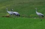 Eine Kranich Famile auf einem Feld am Lac du Der; 18.11.2011