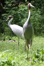 Saruskraniche (Grus antigone) am 22.6.2010 im Leintalzoo.