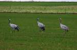 Eine Kranichfamile mit einem Jungtier spaziert auf einem Feld bei Saint-Vrain; 19.11.2011