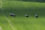 Zwei Kranichbrutpaare auf einem Feld bei Ratzeburg (Herzogtum-Lauenburg); 05.04.2012