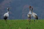 Kraniche auf einem Feld bei Thandorf; 20.11.2014