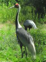 Weinackenkranich (Grus vipio) im Tierpark Berlin.