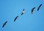 RCKKEHR DER KRANICHE AUS DEM  WINTERURLAUB  BER DEM SIEGERLAND  Genau ber dem Gelnde des TIERPARKS NIEDERFISCHBACH/SIEGERLAND,wo der Tierpark-Falkner  gerade seine  Flugshow 